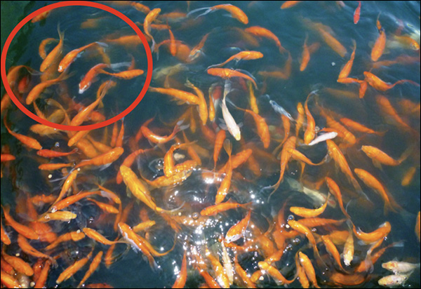 Uno stagno di pesci che circonda una piccola sezione dello stagno nell'angolo a sinistra