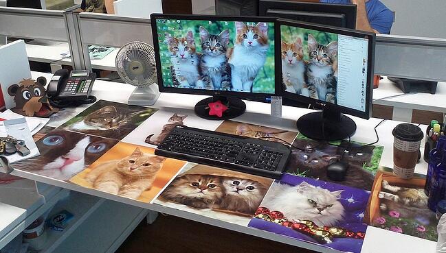 immagini di gatti sul desktop del computer e tappezzate sulla scrivania